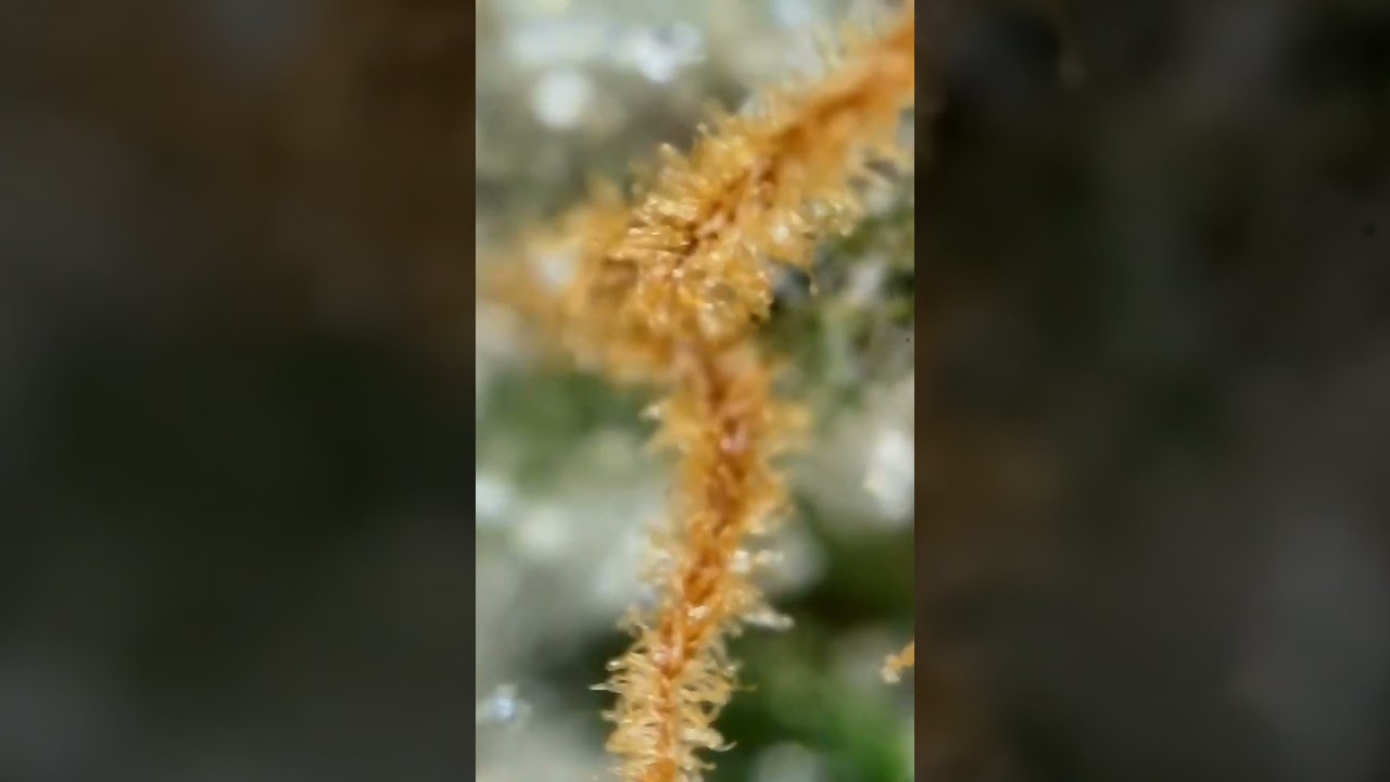 Trichome check 🔬