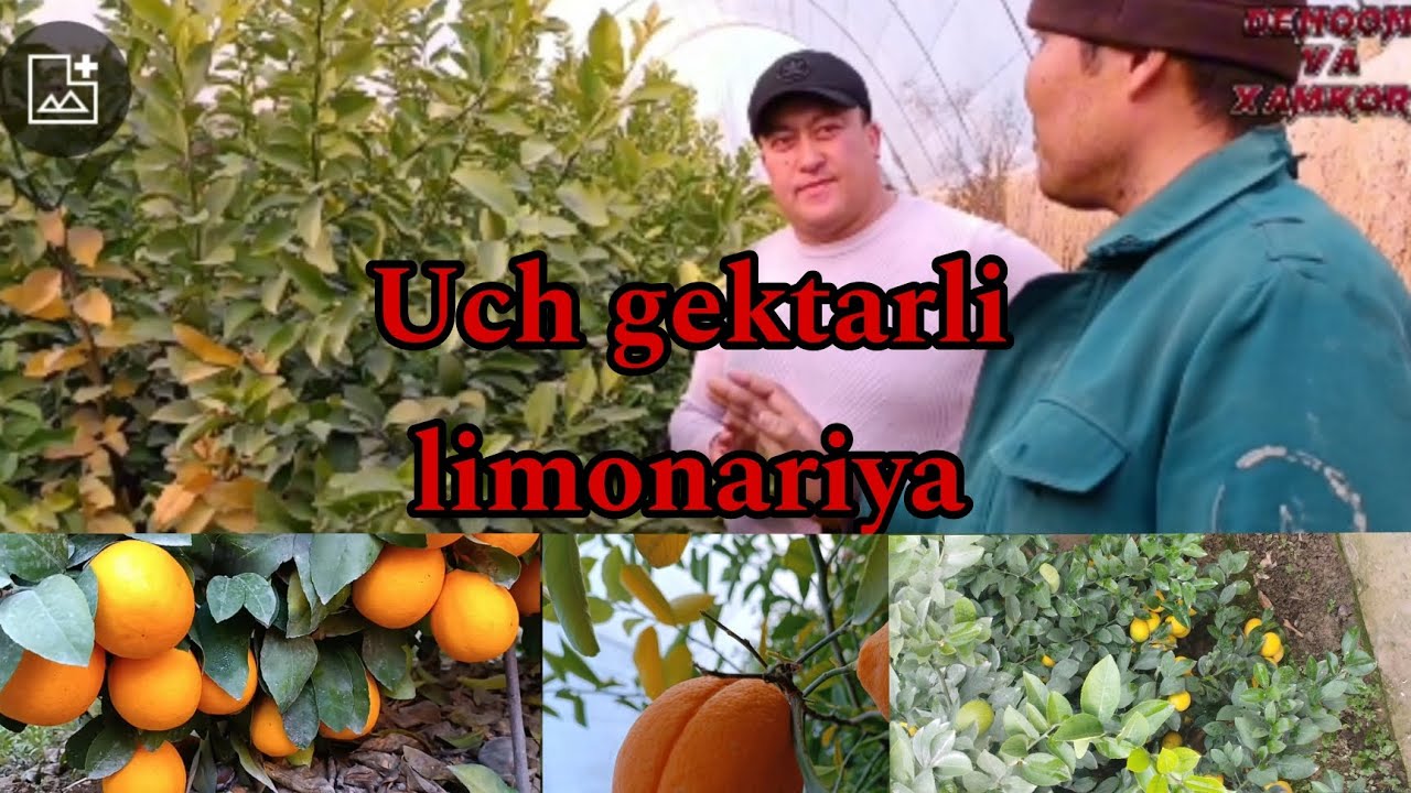 #2023.12 .25.#3 #gextarlik limon DAN #40 #tona XOSIL OLAMIZ ,