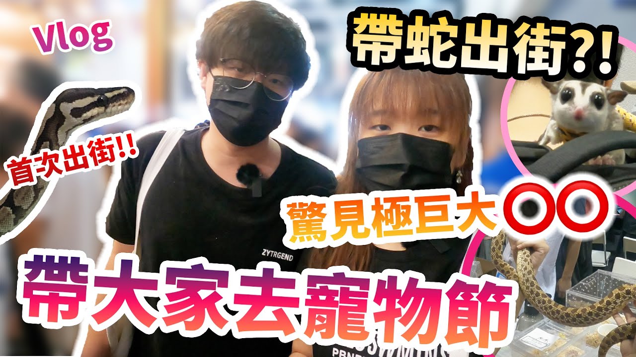 【4K】情侶Vlog｜2022香港寵物節｜蛇出沒注意⚠️｜帶球蟒出街街｜除咗貓貓狗狗鸚鵡｜仲有蜜袋鼯｜守宮｜豬鼻蛇｜粟米蛇｜情侶日常｜爬蟲情侶｜香港爬蟲
