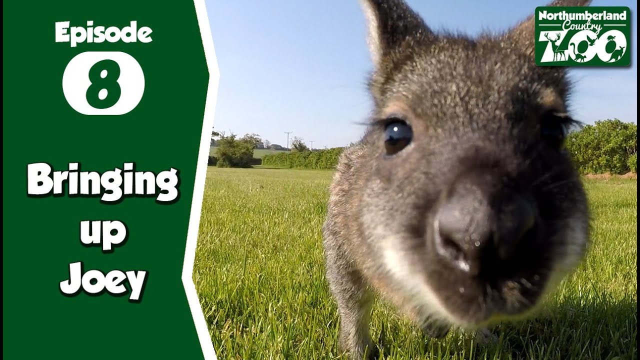 Bringing Up Joeys - Wallaby Walkabout at Northumberland Zoo - Episode 8