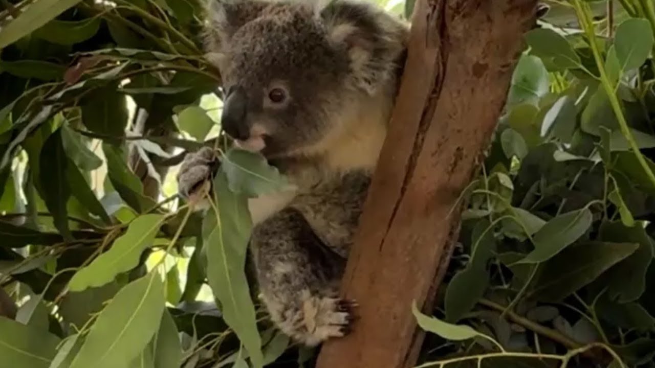 Just Me and My Eucalyptus 🐨🌿 | A Peaceful Koala Moment in Australia