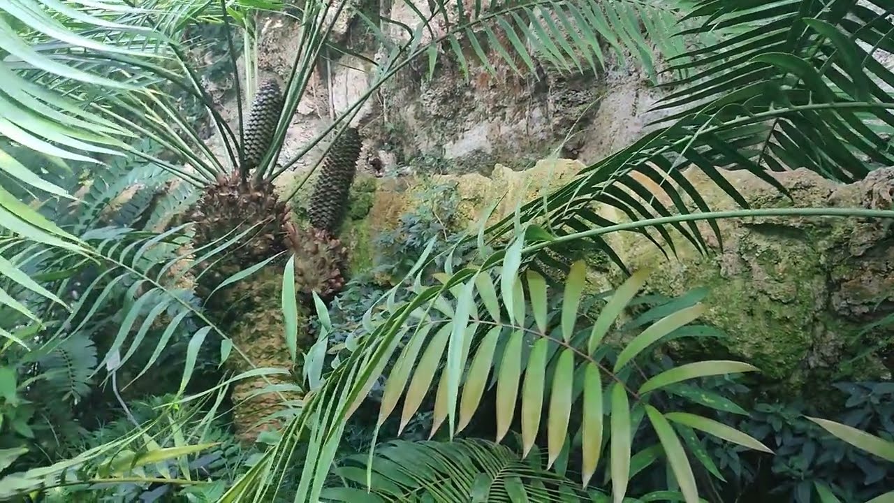 Best Cycad Dinosaur Plants Greenhouse in Europe (Encephalartos, Cycas) Botanical Garden Munich