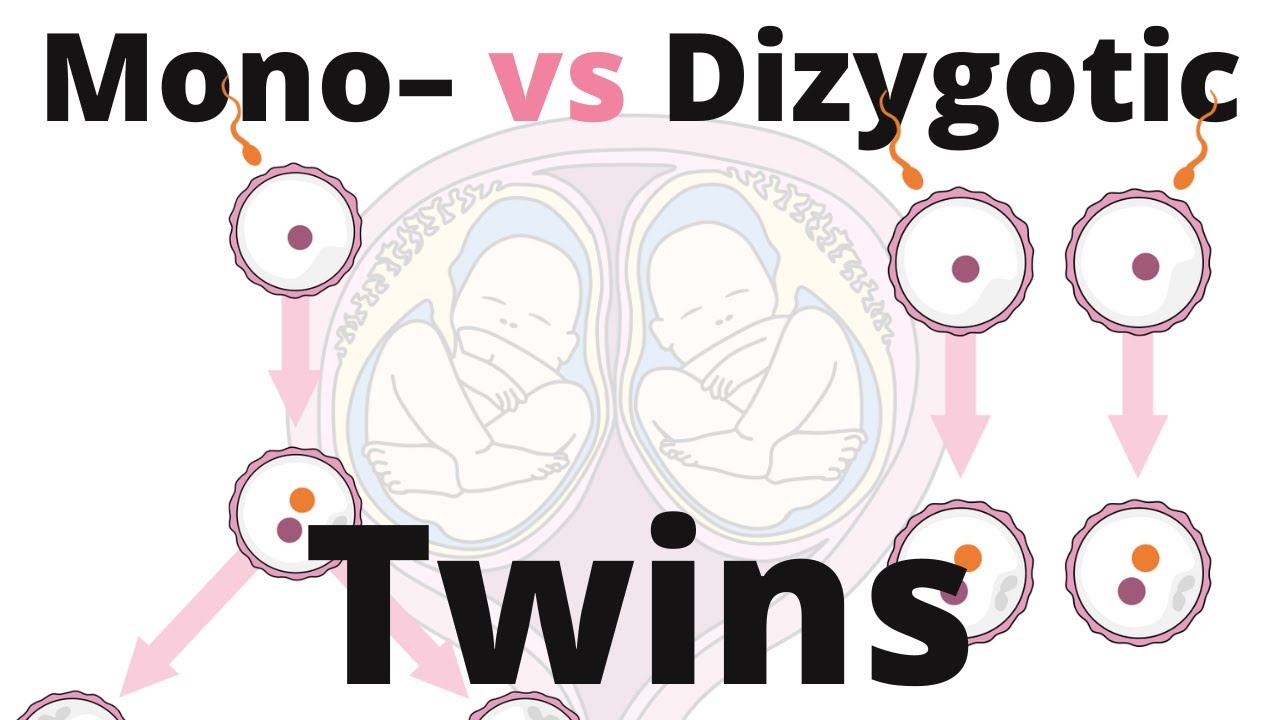 Difference between Monozygotic and Dizygotic Twins