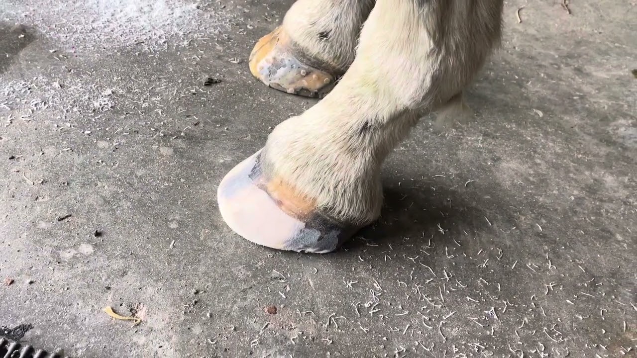 Удаление остатков клея со стенки копыта с помощью Hoof Buffy