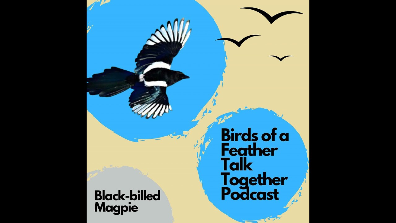 133: Black-billed Magpie Revisited