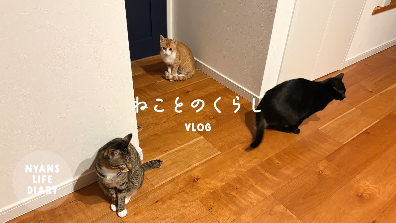 【vlog】３匹の猫との日常｜簡単DIY〜タイルカーペット、tower収納