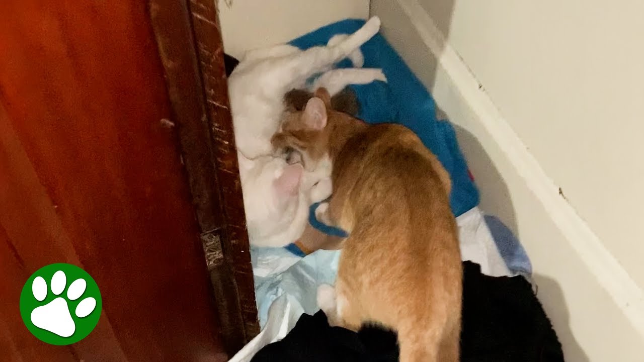 Кошка крадет котят у подруги, но с самыми лучшими намерениями.