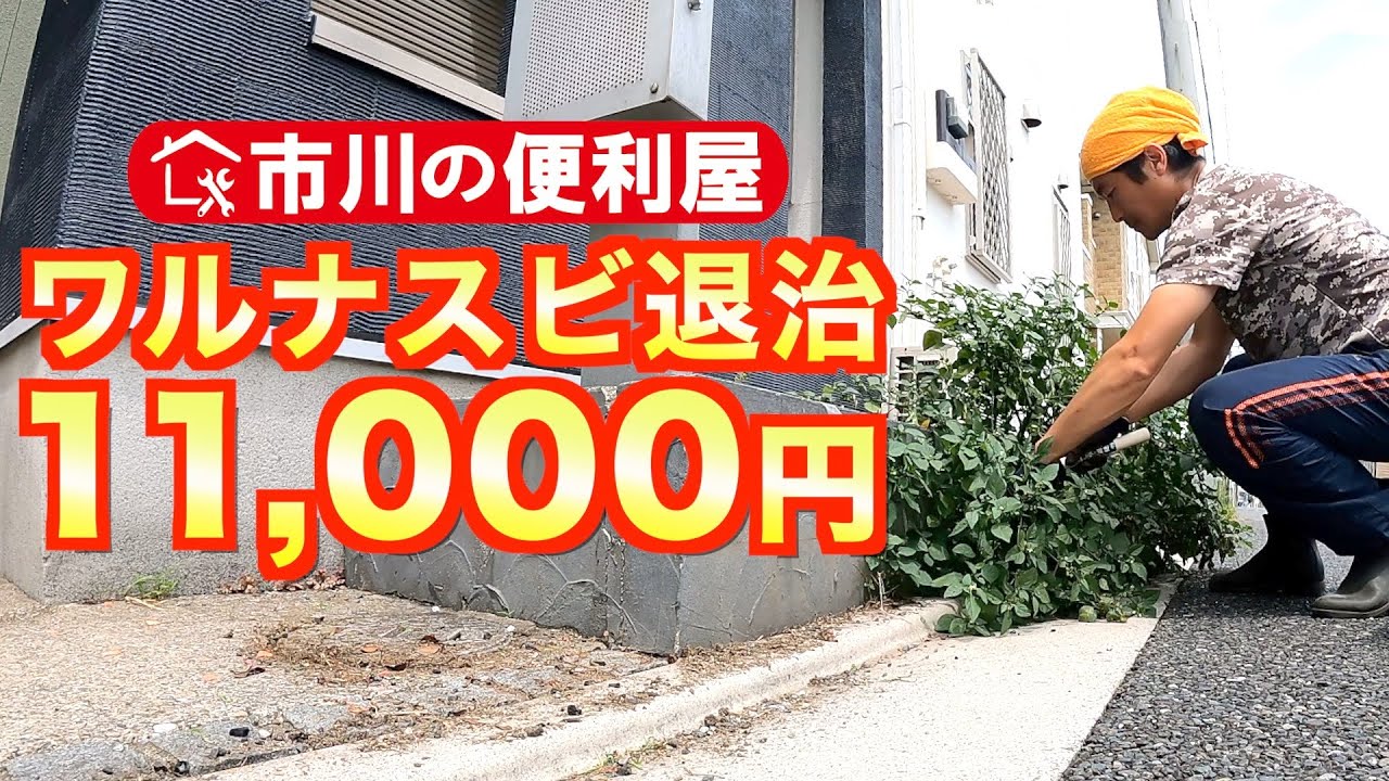 お家周り草抜き【ワルナスビ退治】防草シート上のど根性雑草と２時間格闘｜千葉県市川市の便利屋！各作業料一覧、お問い合わせ先は概要欄をご覧下さい！