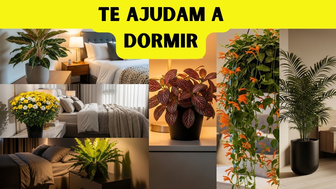 11 PLANTAS QUE É BOM TER NO QUARTO E MELHORAM O SONO