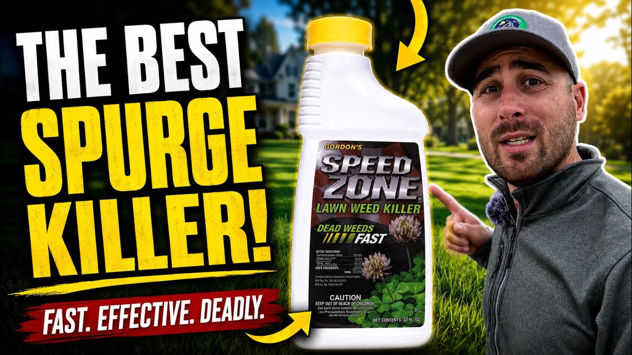 Kill Spurge FAST! Just 1 Product Needed!