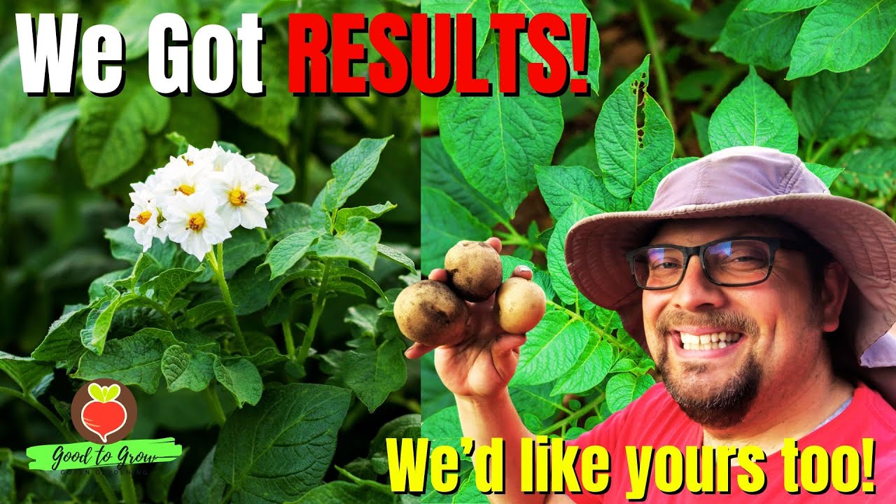 We Removed the Flowers and THIS Happened! | Potato Harvest 2023