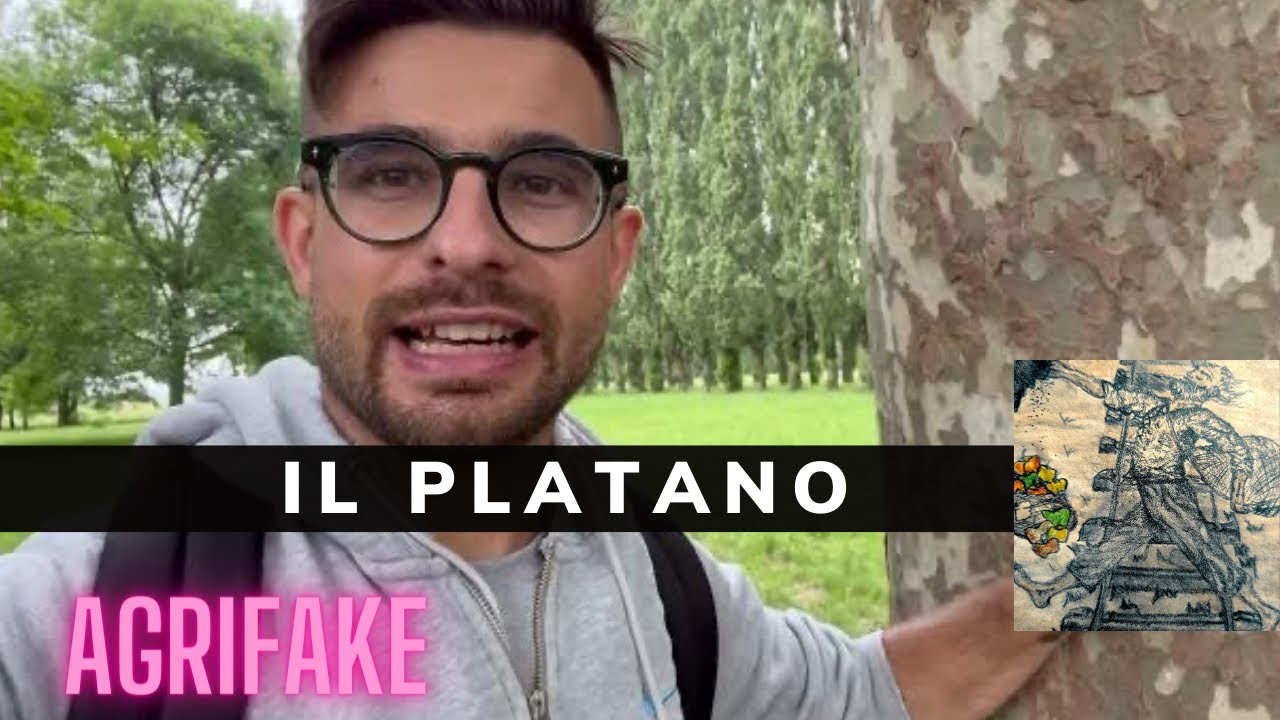 IL PLATANO (Platanus acerifolia)
