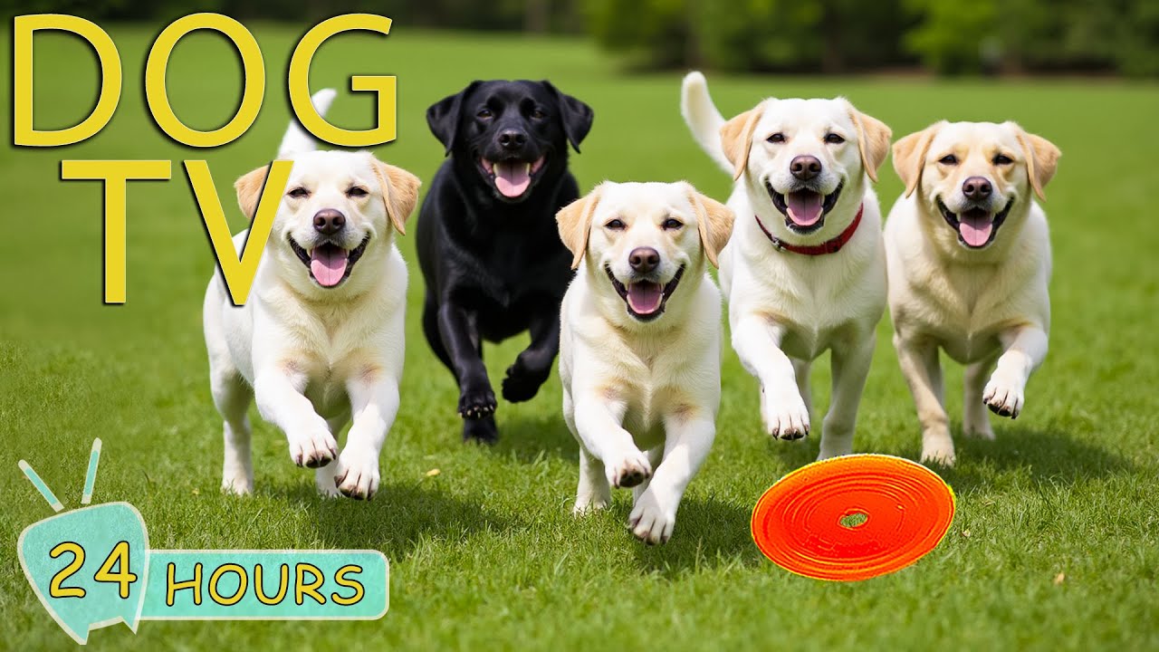 DOG TV for Dogs to Watch: Best Videos Anti-Stress & Relax for Dogs When Home Alone - Music for Dogs