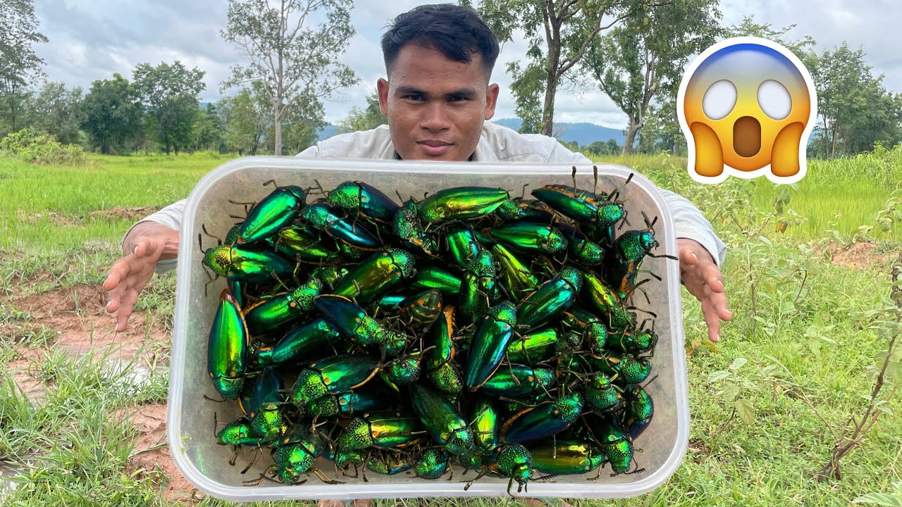 Releasing Jewel Beetles Back into The Wild Forest!