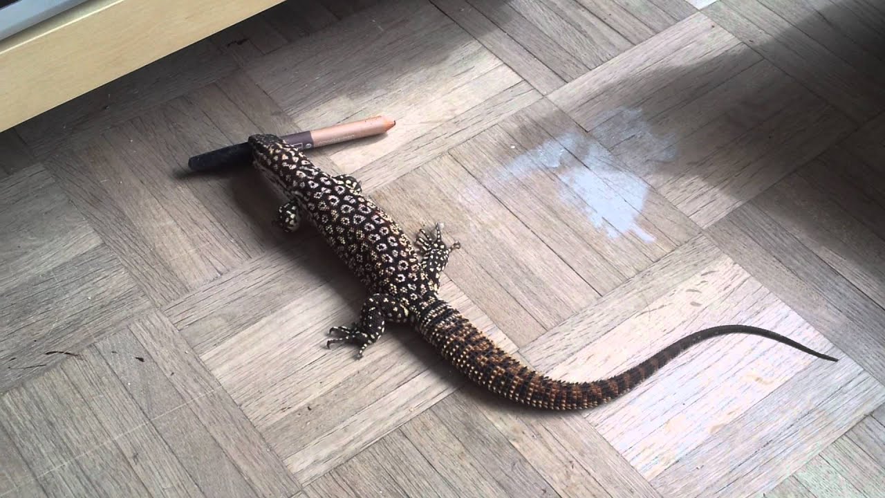 Comme un chien avec son os mais en plus fun