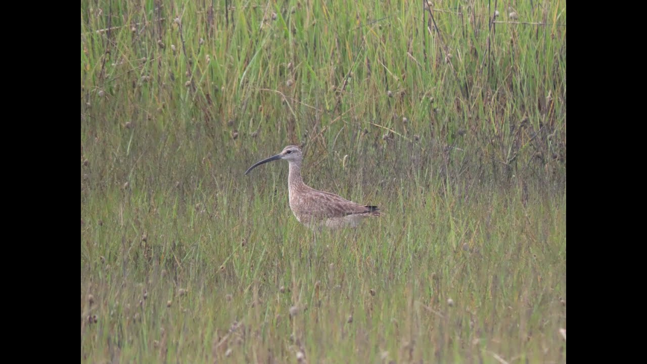 Coastal South Carolina Birding by Craig Watson