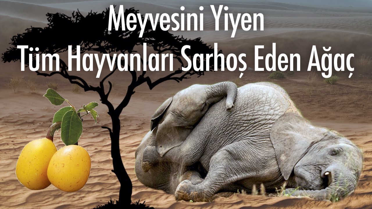 Hayvanların Tekel Bayisi; Marula Ağacı