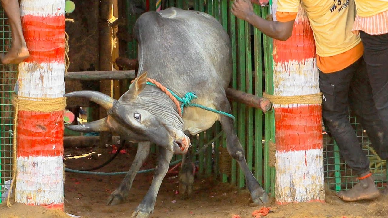 Pudukkottai Mukkanipatti Jallikattu Videos 2026
