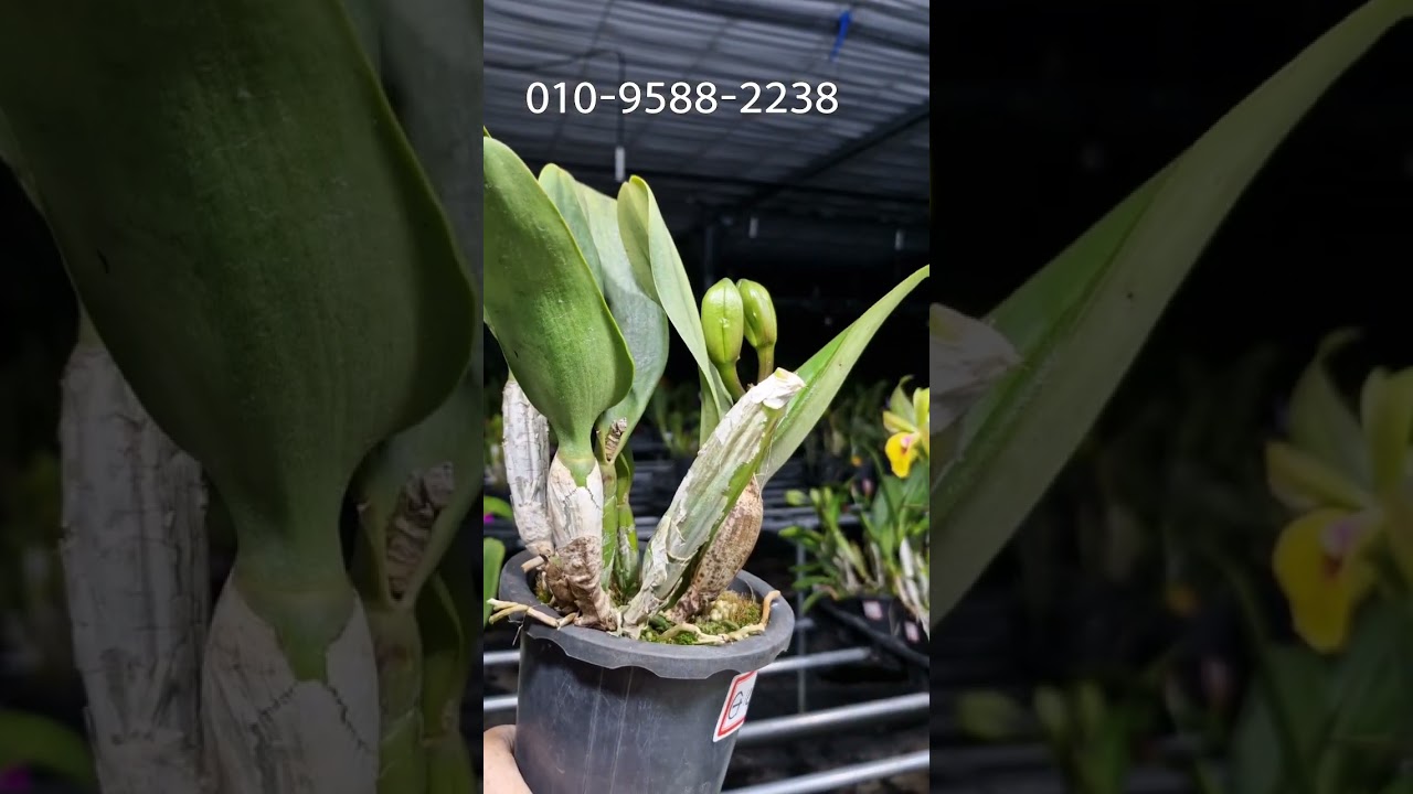 희귀난 카틀레아