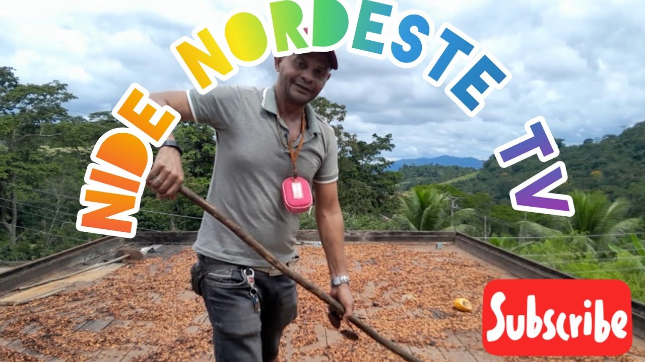 FAZENDA  REGI&Atilde;O CACAU IBICARAI BA; CULTURA DO CACAU &Eacute; TRADIC&Otilde;ES @MariaPrata25 @joiceribeiro991 @agro