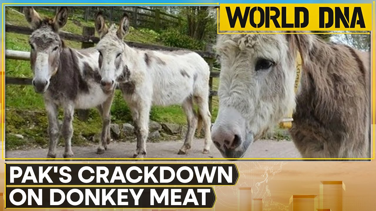 Pakistan: 1000 Kg Of Unhygienic Donkey Meat Seized In Islamabad | WION