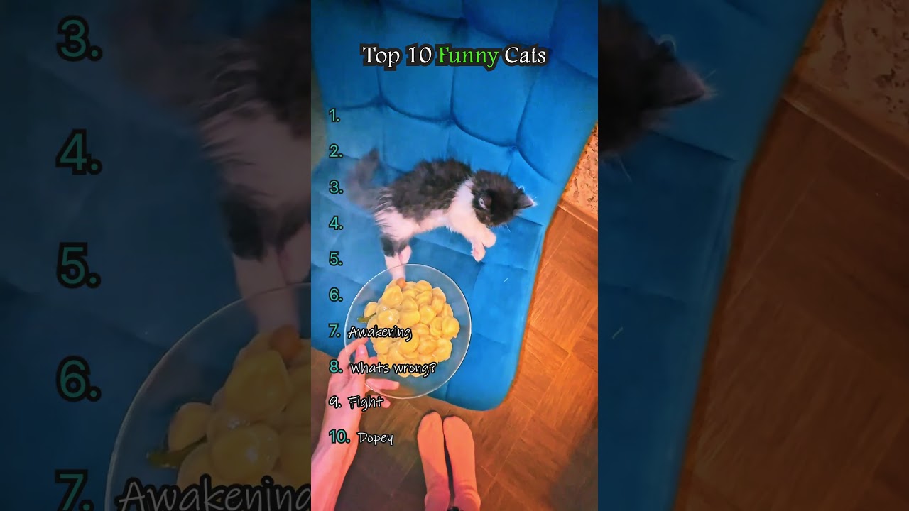 Подборка лучших кошачьих неудач 🐱😅 #кошки #смешно #вирусное