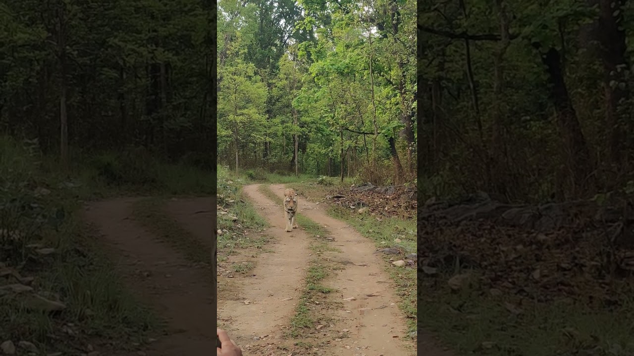 The Tiger King Of All Time | Junior Bajrang (Full Clip) #tiger #nature #wildlife #feedshorts