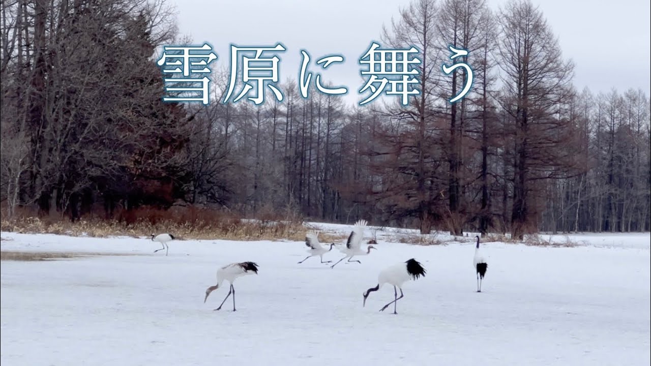 【北海道・道東】雪原に舞うタンチョウ/春の鶴居村