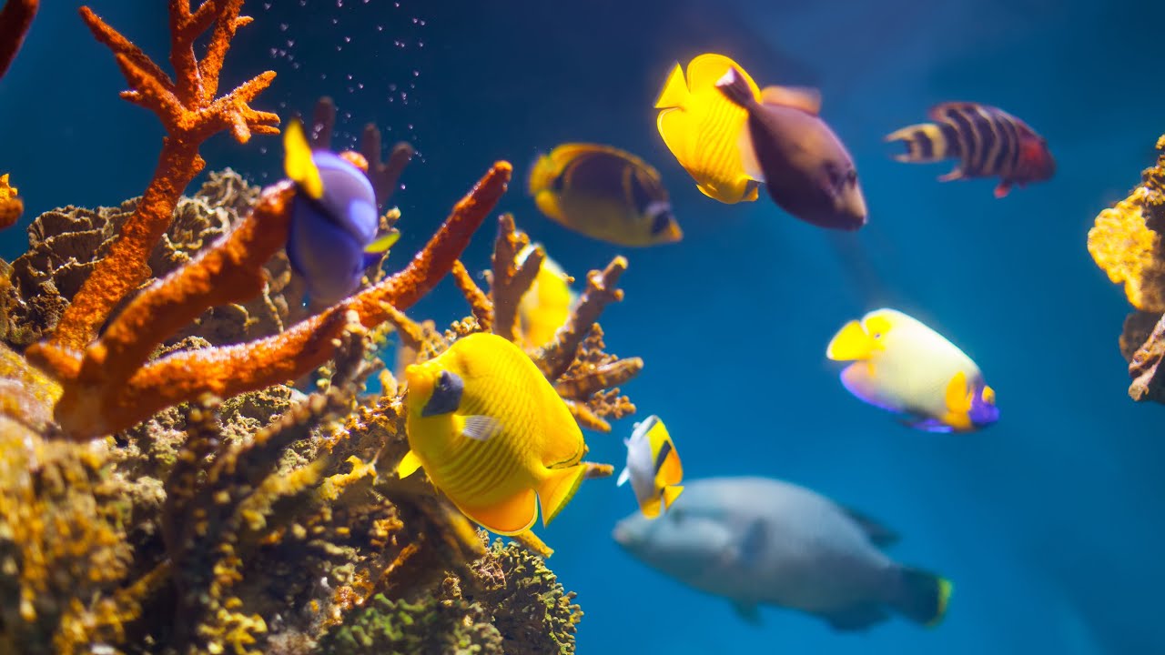 Beneath the Waves | Exploring the Ocean&rsquo;s Hidden World 