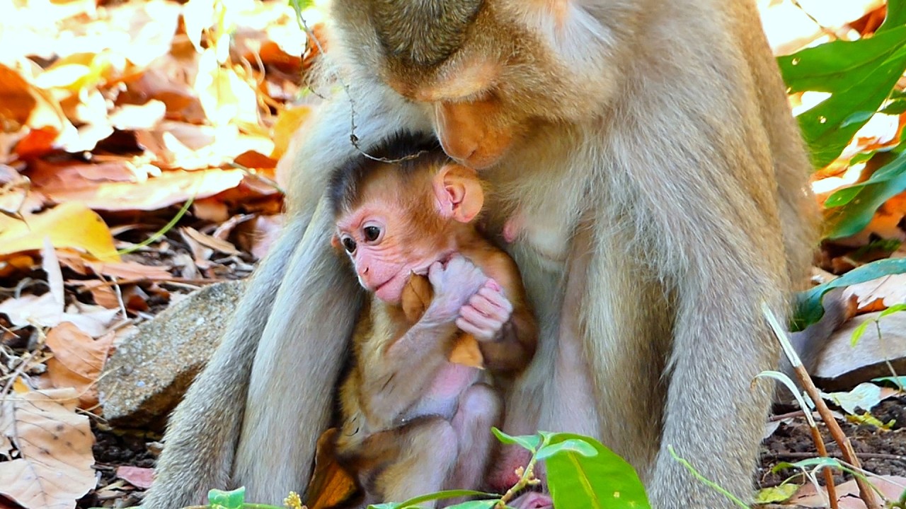 Copy of LIVE : Baby Monkey Enjoys Sweet Milk and Happy Playtime with Loving Mama 🐒💛