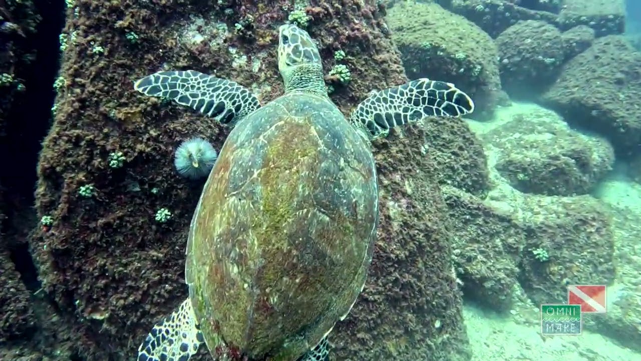 Mergulho na Ilha das Cabras do Arquipélago da Ilha Vitória