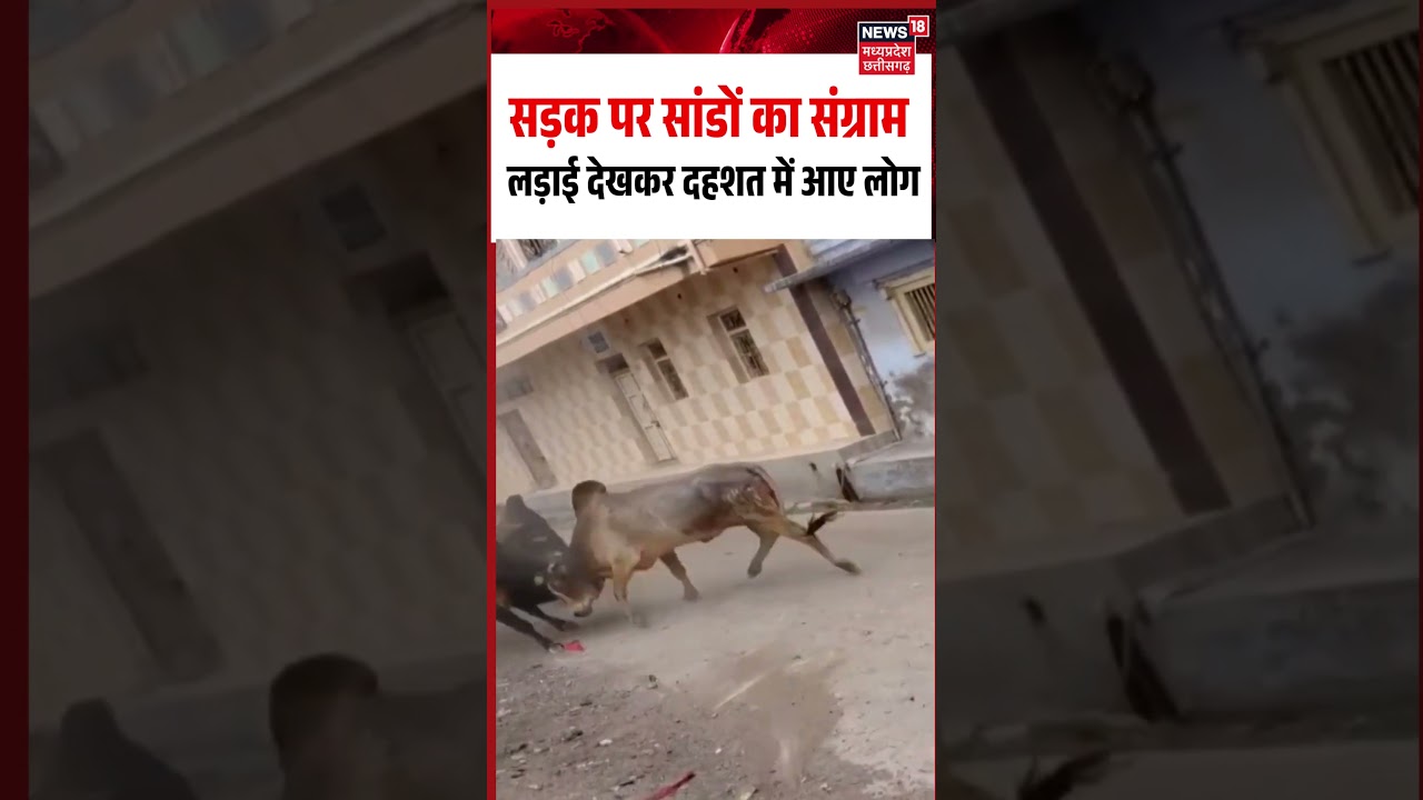 Bull Fight Viral Video: सड़क पर सांडों का संग्राम लड़ाई देखकर दहशत में आए लोग