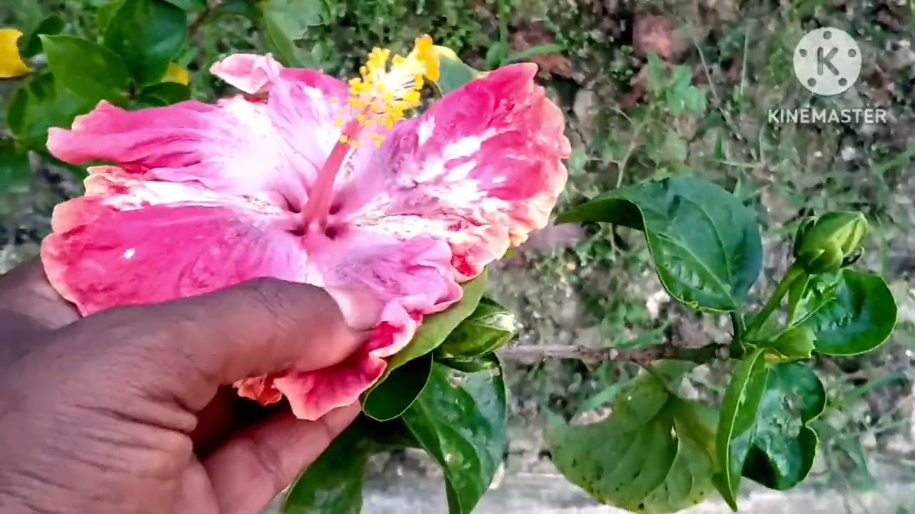 গরম শুরু থেকেই জবা গাছকে ভালো রাখতে করে নিন এই সকল কাজ গাছগুলি ভালো থাকবে