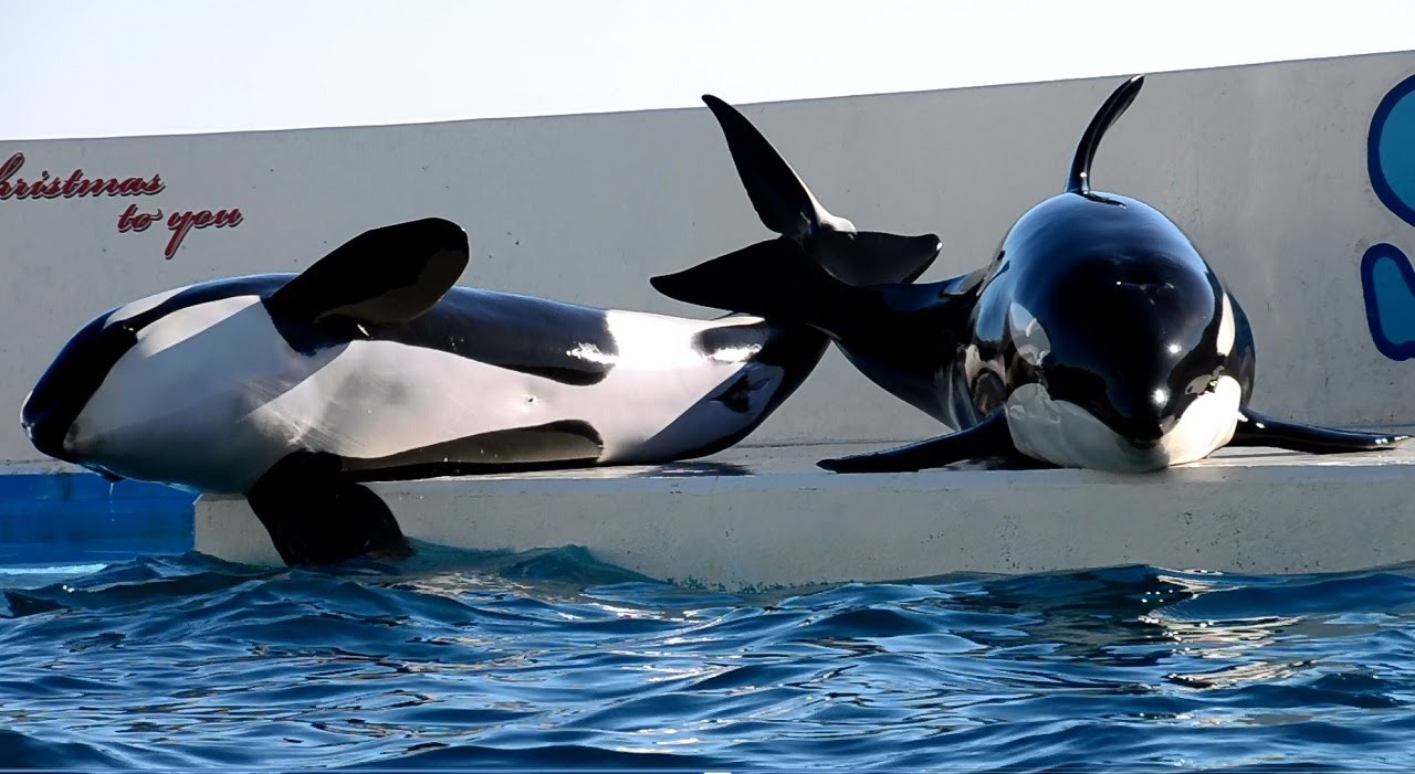 シャチの珍しいじゃれ合い　【鴨川シーワールド】Rare video killer whale are playing！kamogawa sea world :nikon D7000 Full HD動画