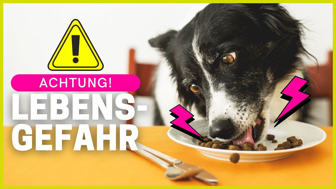 Was dürfen Hunde NICHT essen? Top 7 gefährliche Lebensmittel