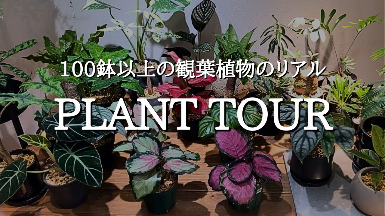 【100鉢超】観葉植物ガチ勢のプラントツアー | 失敗やおすすめ植物、園芸アイテムまで全て正直に紹介
