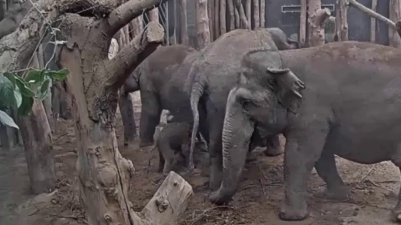 Geboorte Olifantje Dierenpark Amersfoort 12-11-2020