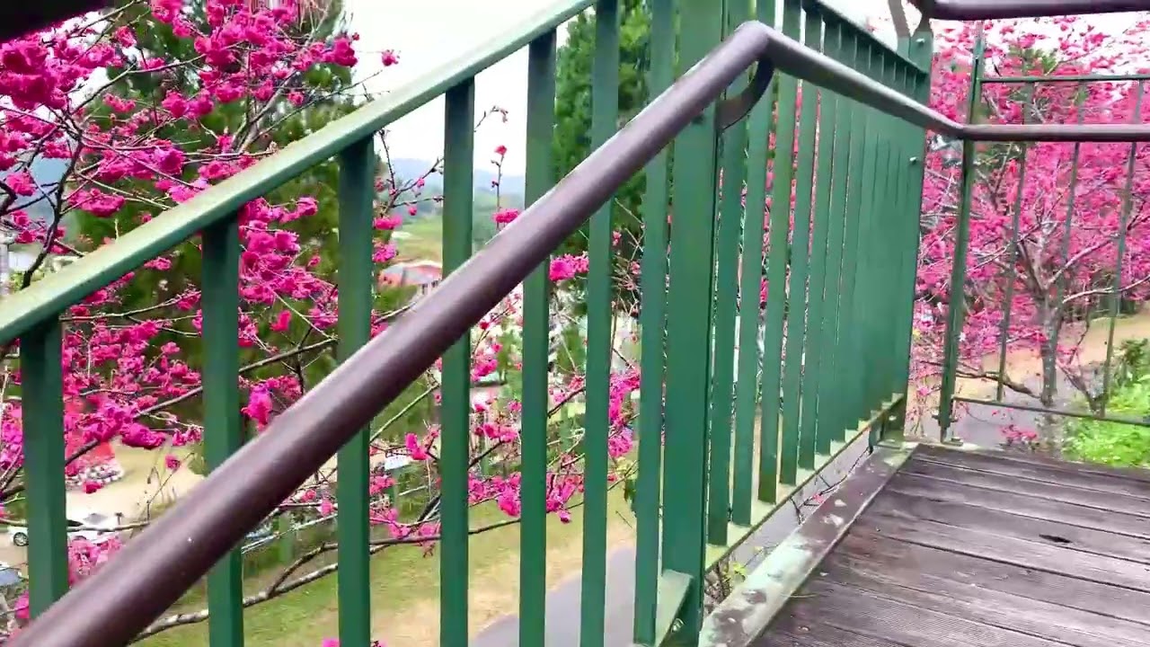 南投魚池· 日月山莊Hohocha喝喝茶｜台灣香日月潭觀光紅茶廠，櫻花綻放迎新春…