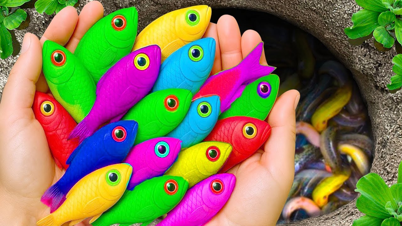 Catch beautiful aquarium fish in small pond: angel fish, turtle, cute fish, tadpole, red parrot fish
