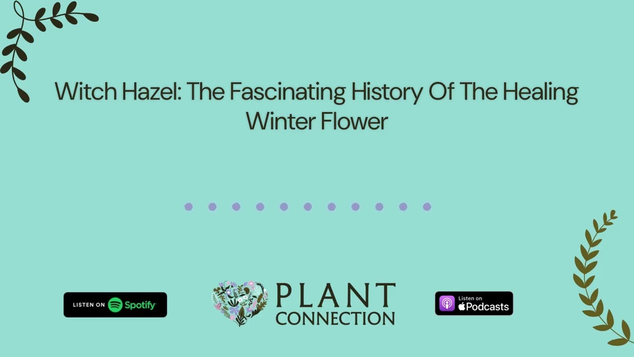 Witch Hazel: The Fascinating History Of The Healing Winter Flower | Plant Connection: A Plant...