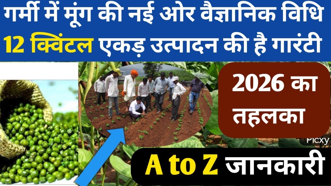 गर्मी में मूंग की नई ओर वैज्ञानिक विधि 1 एकड़ 12 क्विंटल उत्पादन की गारंटी || Moong Ki Kheti || Mung