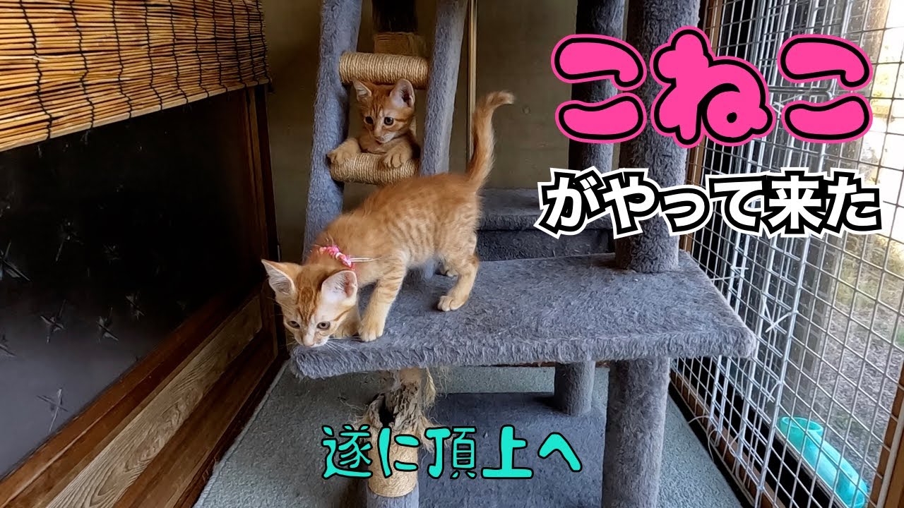 子猫がやって来た‼️😊　　「遂に頂上へ」