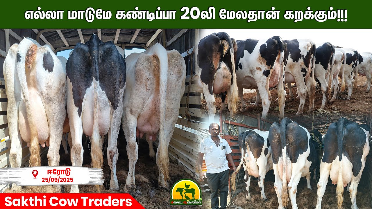 25 லிட்டர்க்கு மேல் பால் தரக்கூடிய தரமான 30 மாடுகள் எடுத்து இருக்கோம் #cow #farming
