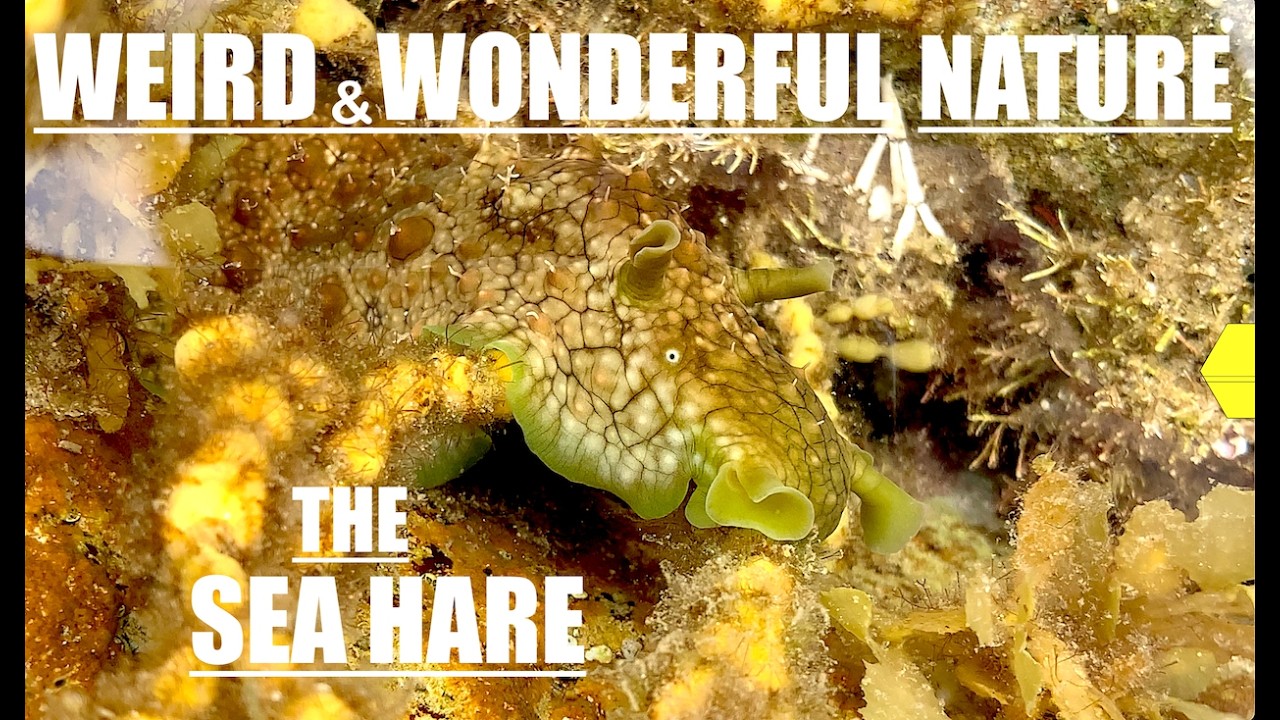 The Sea Hare - Weird and Wonderful Nature
