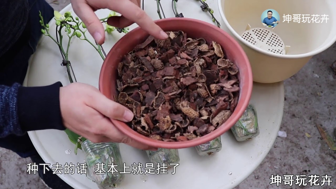 幾百元的蝴蝶蘭組盆，你在家裡都能DIY，入門很容易 【坤哥玩花卉】