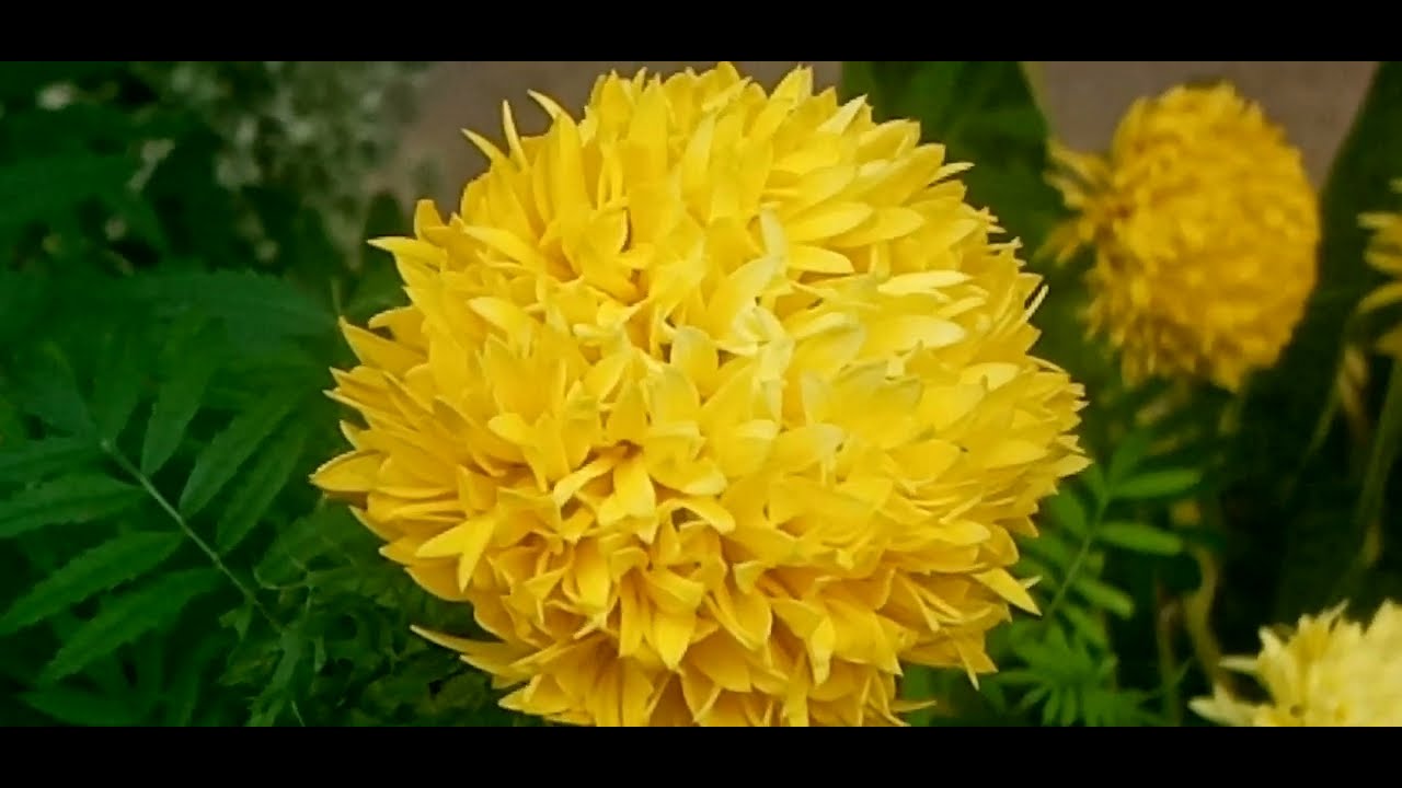 දහස්පෙතියා, මලින් 🌻🌻පුරවන සුපිරි මැජික් එක.🌿🌿