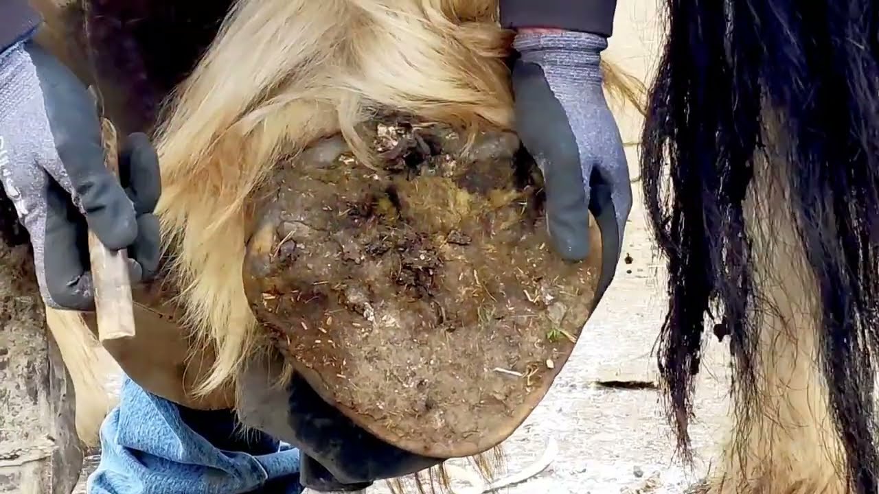 The Biggest Hoof have Ever Seen - Trimming Draft Horse - Oddly Satisfying - Part 4