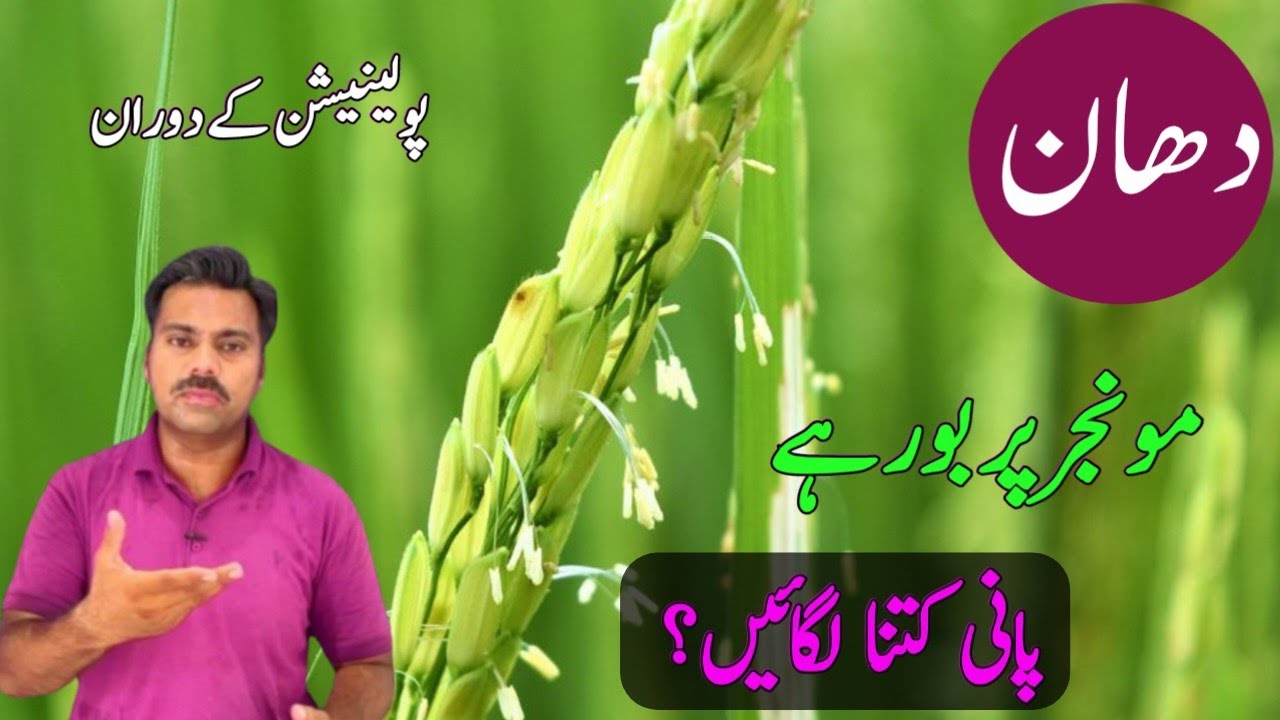 Water requirements of rice crop on the flowering stage | Paddy crop pollination stage and its care
