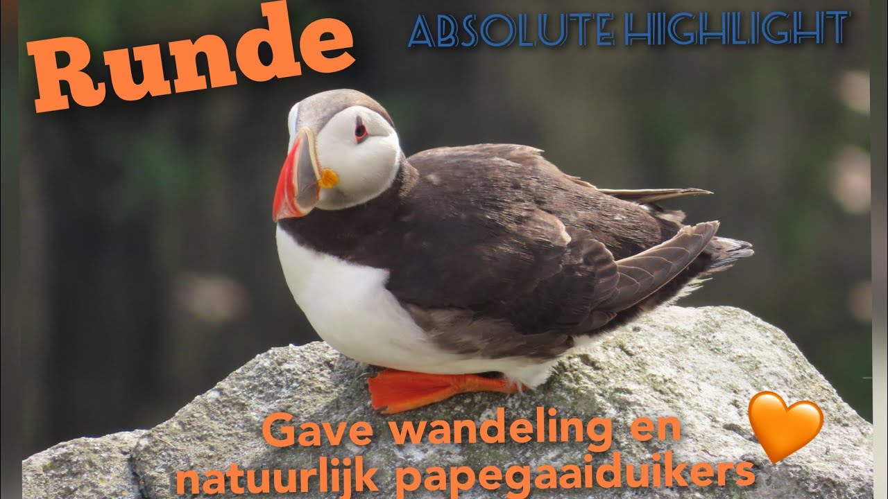 Noorwegen/Norway - RUNDE wandeling met  PAPEGAAIDUIKERS (we visit the island Runde with puffins)