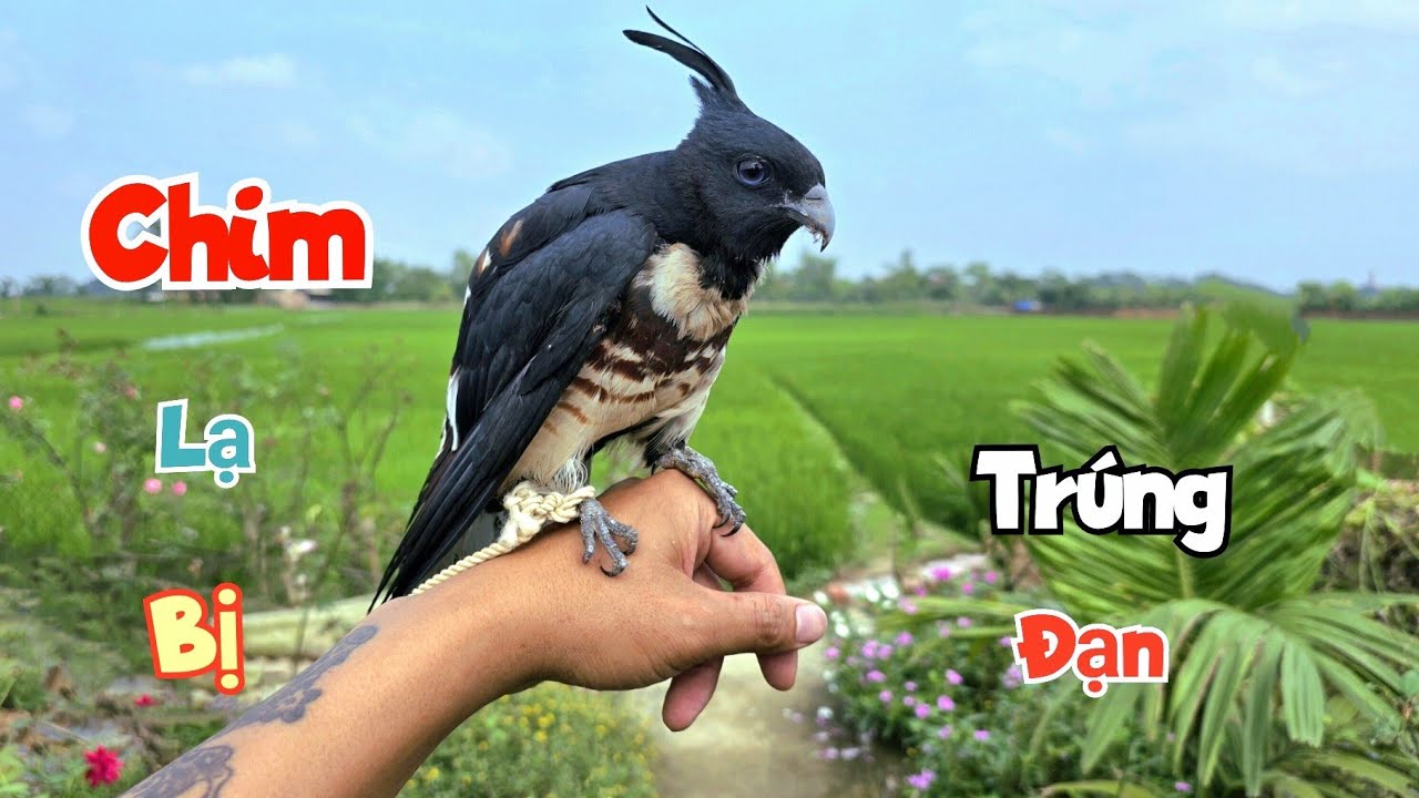 Em Trai Ở Thái Nguyên Đến Tận Nhà Gửi Nuôi Thêm Chú Chim Lạ Có Mào / Quế Nghịch